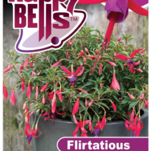 FUCHSIA 'Happy Bells Flirtatious'