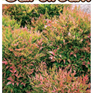 NANDINA domestica 'Gulf Stream'
