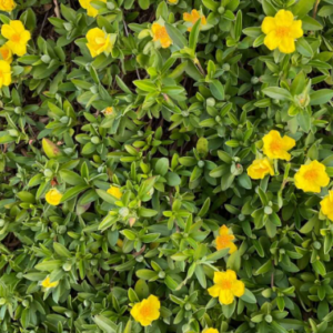 Hibbertia scandens (HBS01) PBR INTENDED groundswell