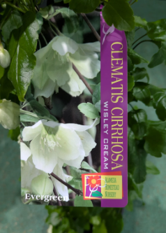 Clematis cirrhosa 'Wisely Cream