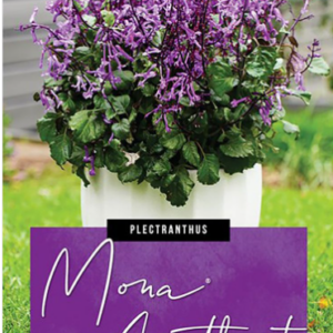 Plectranthus ‘Mona® Amethyst’