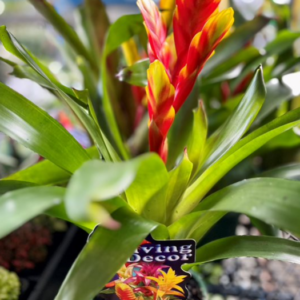BROMELIAD Varieties