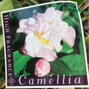 CAMELLIA lutchuensis 'High Frangrance'