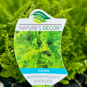 NEPHROLEPIS 'Fluffy Ruffles Fern'