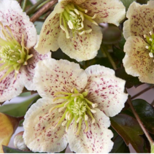 Clematis cirrhosa balearica