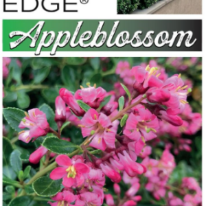 ESCALLONIA 'Appleblossom HEDGE WITH AN EDGE'