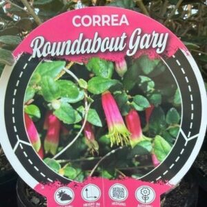 CORREA reflexa 'Roundabout Gary'