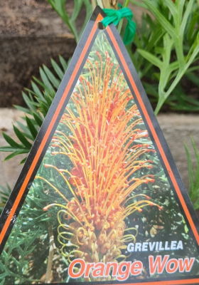 GREVILLEA 'Orange Wow'
