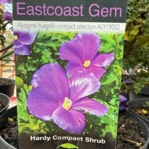 ALYOGYNE huegelii 'East Coast Gem'