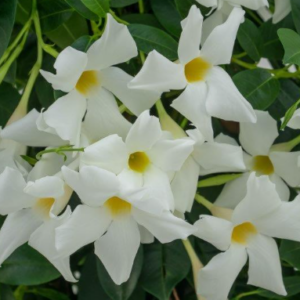 MANDEVILLA 'Summer star'