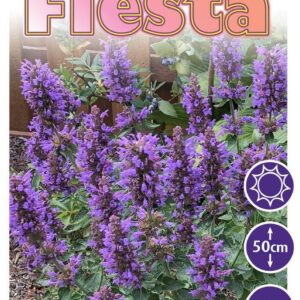 FIESTA™ Agastache Dark Blue