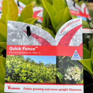 VIBURNUM 'Quick Fence'