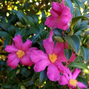 CAMELLIA sasanqua 'Slim n Trim'