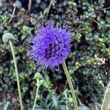 SCABIOSA Elite Series