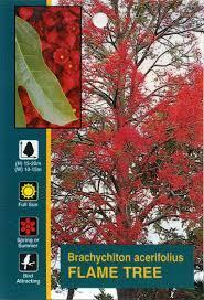 BRACHYCHITON Acerifolius 'Illawara Flame Tree'