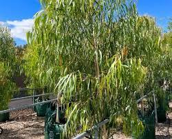 CORYMBIA 'Baby Citro'