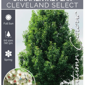 PYRUS calleryana 'Cleveland Select' 2026 Bare Root