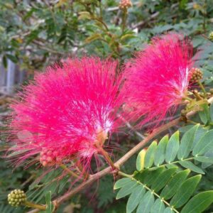 ALBIZIA Julibrissin' Pink Silk Tree'