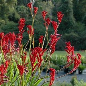 ANIGOZANTHOS hybrid 'Rambostal' (Bush Ballad)