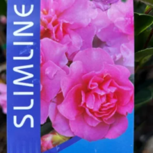 Camellia sasanqua (ParLove) PBR Slimline With Love