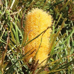 BANKSIA Littoralis (Swamp Banksia)