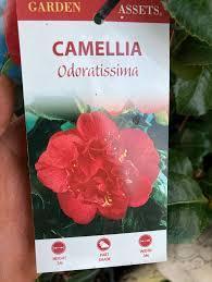 CAMELLIA japonica 'Odoratissima'