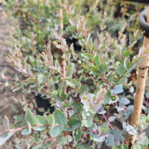 EUCALYPTUS latens 'Moon Lagoon' (Fine leafed mallee)