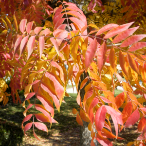 PISTACIA chinensis 'Chinese Pistachio'