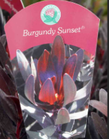 LEUCADENDRON laureolum 'Burgundy Sunset' PBR
