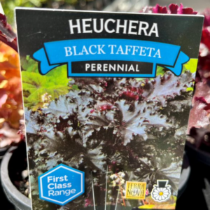 HEUCHERA 'Black Taffeta'