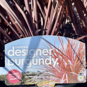 CORDYLINE australis 'Designer Burgundy'