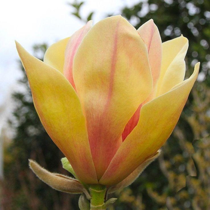 MAGNOLIA 'Sunsation'