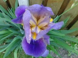 IRIS x. germanica 'Bearded Iris'