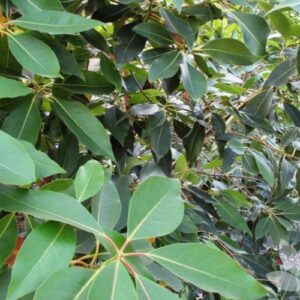 LOPHOSTEMON confertus (Queensland brush box)