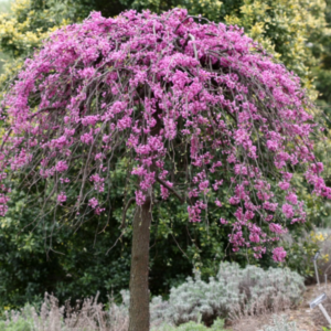 CERCIS chinensis 'Covey Lavender Twist'