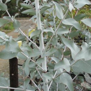 EUCALYPTUS cinerea 'Silver Shadow'