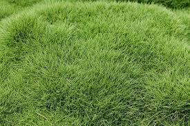 ZOYSIA tenuifolia