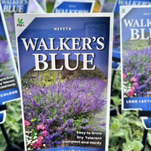 NEPETA 'Walker's Blue' (Cat Mint)