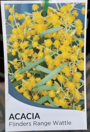 ACACIA iteaphylla