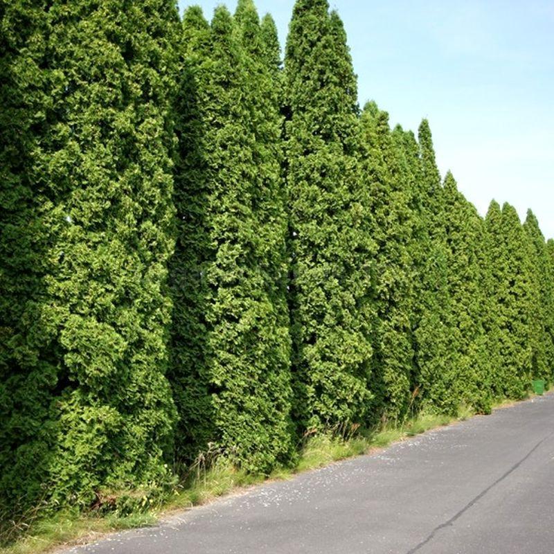 THUJA occidentalis 'Fastigiata'