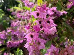 THOMASIA grandiflora 'Lipstick