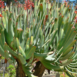 ALOE plicatilis (Fan Aloe)