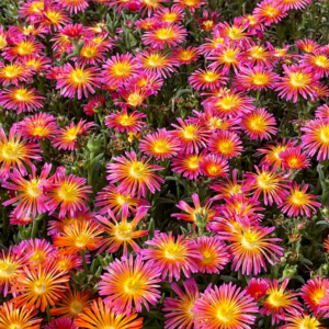 DELOSPERMA 'Elite Orange Glow'