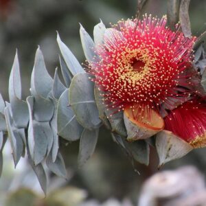 EUCALYPTUS rhodantha
