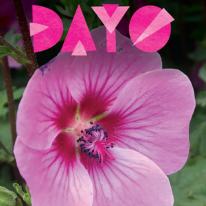 ANISODONTEA 'African Rose Dayo'