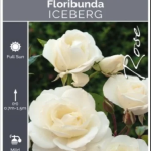 ROSA floribunda 'Iceberg'  (Bare Root) 2026