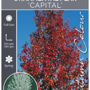 PYRUS calleryana 'Capital' 2026 Bare Root