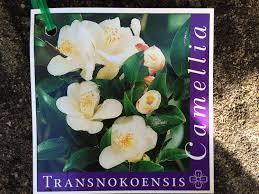 CAMELLIA Transnokoensis