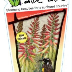 Aloe Hybrid 'Echidna'