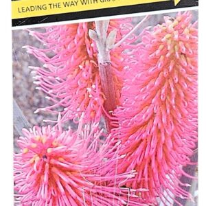 HAKEA Hi Ho Silver
